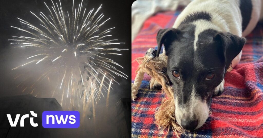 Tierheim Genk bereitet sich an Silvester auf ängstliche Tiere vor: „Für sie ist es die längste Nacht des Jahres“
