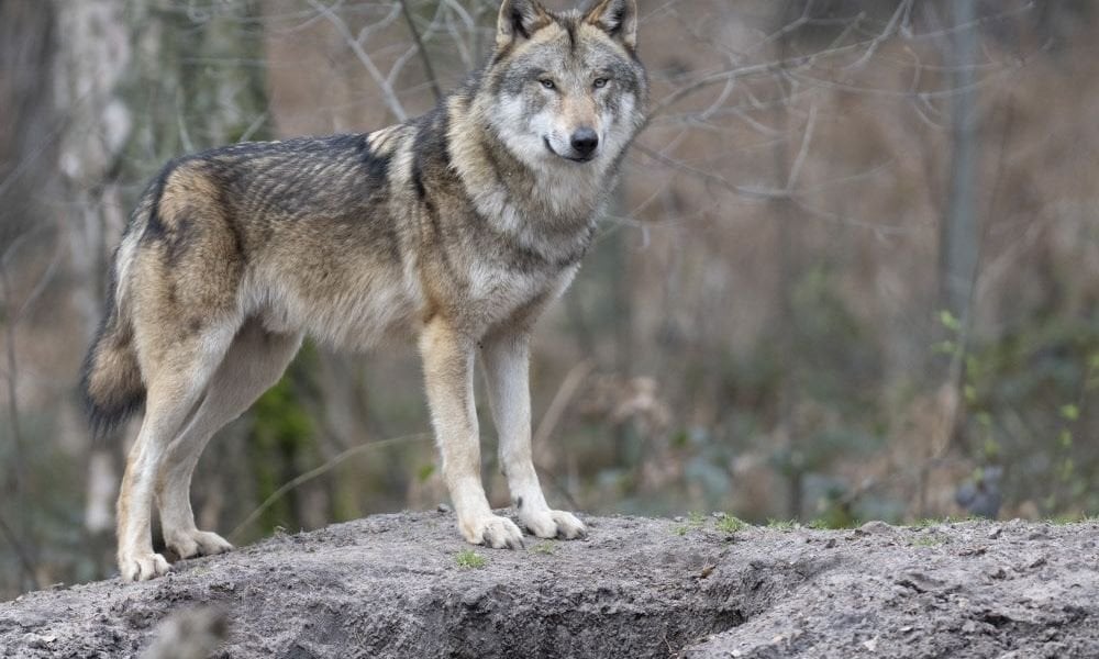Mehrheit der Österreicher für strengen Wolfsschutz