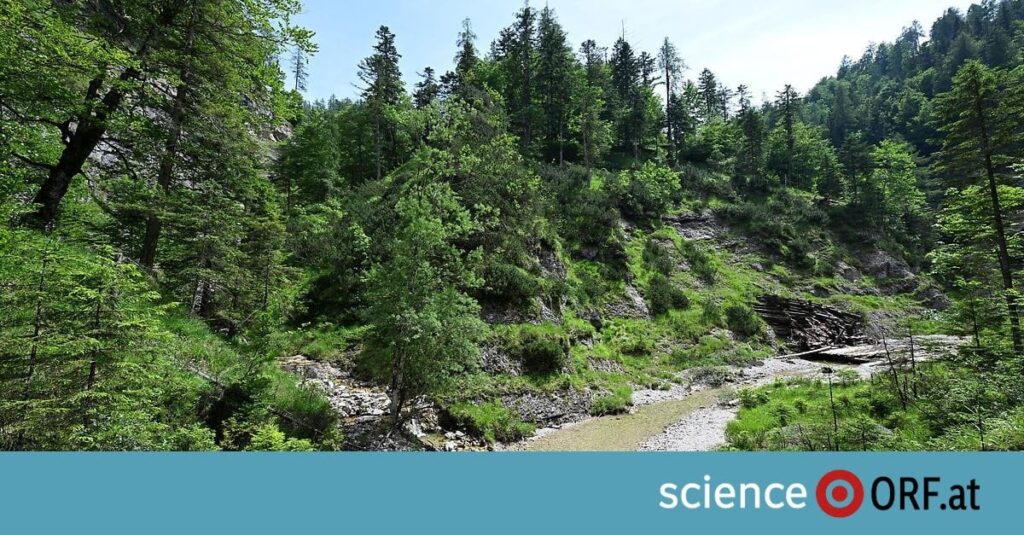 Umweltbundesamt: Erweiterungspotenzial von Nationalparks „sehr groß“