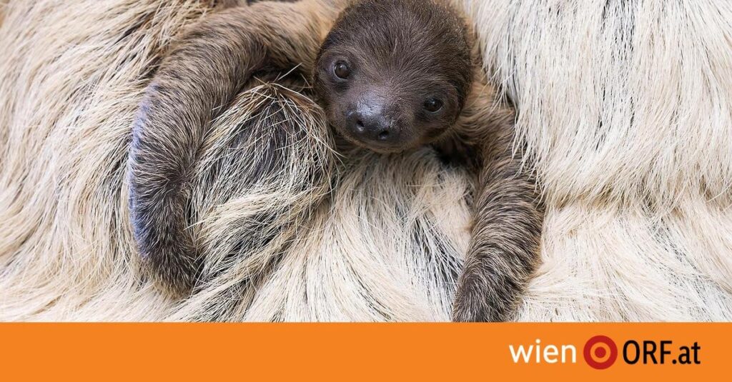 Faultiernachwuchs im Tiergarten Schönbrunn