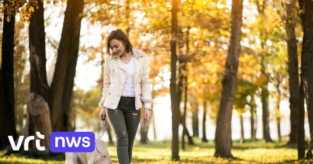 Führen Sie Ihren Hund nicht an der Leine? Dies kann ein Bußgeld von bis zu 350 Euro zur Folge haben