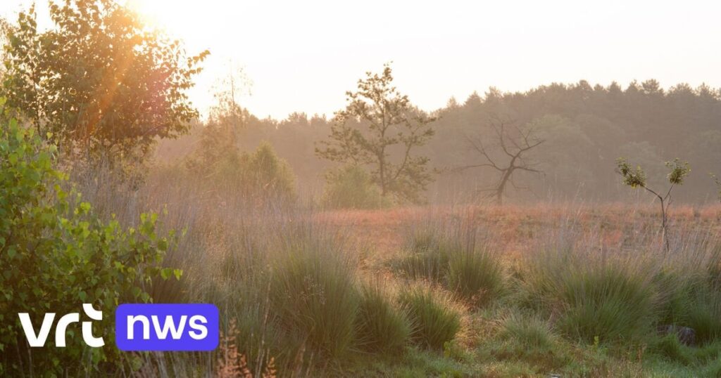 Flandern will irreparable Naturschutzgebiete „umsiedeln“: Unvermeidlich aufgrund der Klimastörung oder ein bequemes politisches Manöver in der Stickstoffdebatte? Flandern will irreparable Naturschutzgebiete „umsiedeln“: Unvermeidlich aufgrund der Klimastörung oder ein bequemes politisches Manöver in der Stickstoffdebatte?