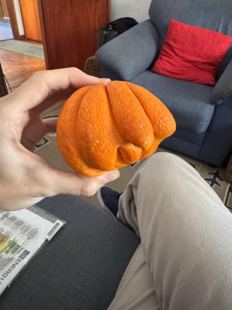 Eine Orange aus dem kleinen Hinterhof meiner Großeltern