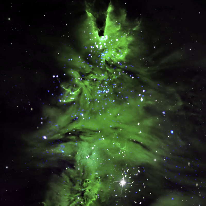 Der „Weihnachtsbaumhaufen“ oder NGC 2264, mit blinkenden Chandra-Röntgendaten.