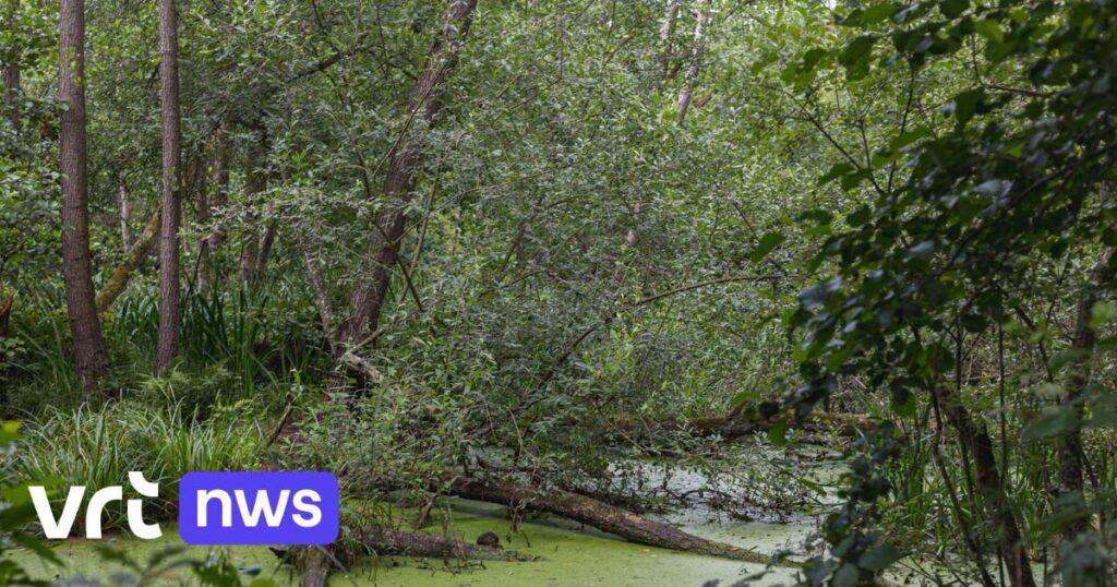 Entflohene Einbrecher versinken bis zur Brust in einem Sumpf in Ruisbroek: „Rebellisch aus dem Wasser geholt“