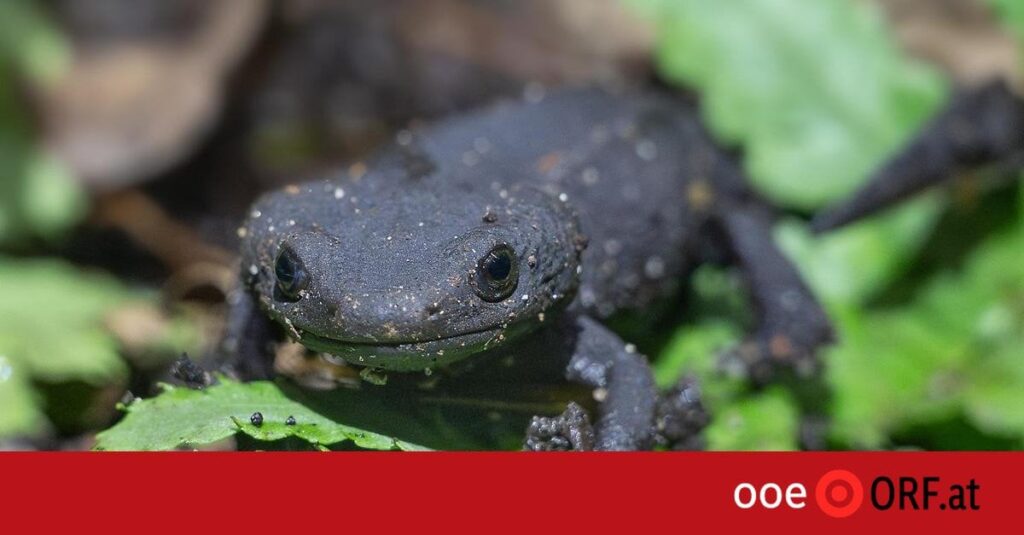 Hochbedrohte Krokodilmolche im Zoo Schmiding