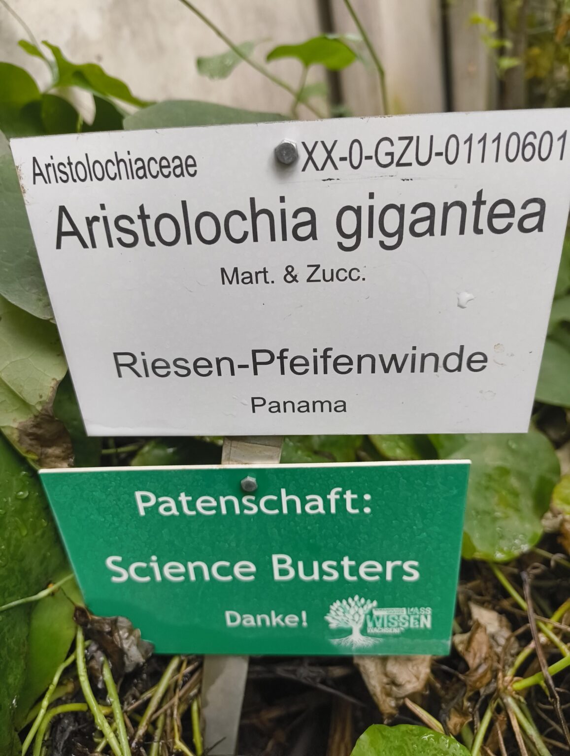 Heute gesehen im botanischen Garten Graz