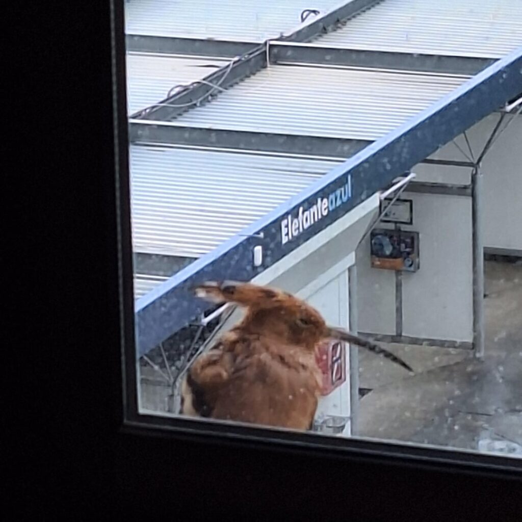 Hilf mir, diesen Vogel zu identifizieren, der gerade in meinem Fenster gelandet ist