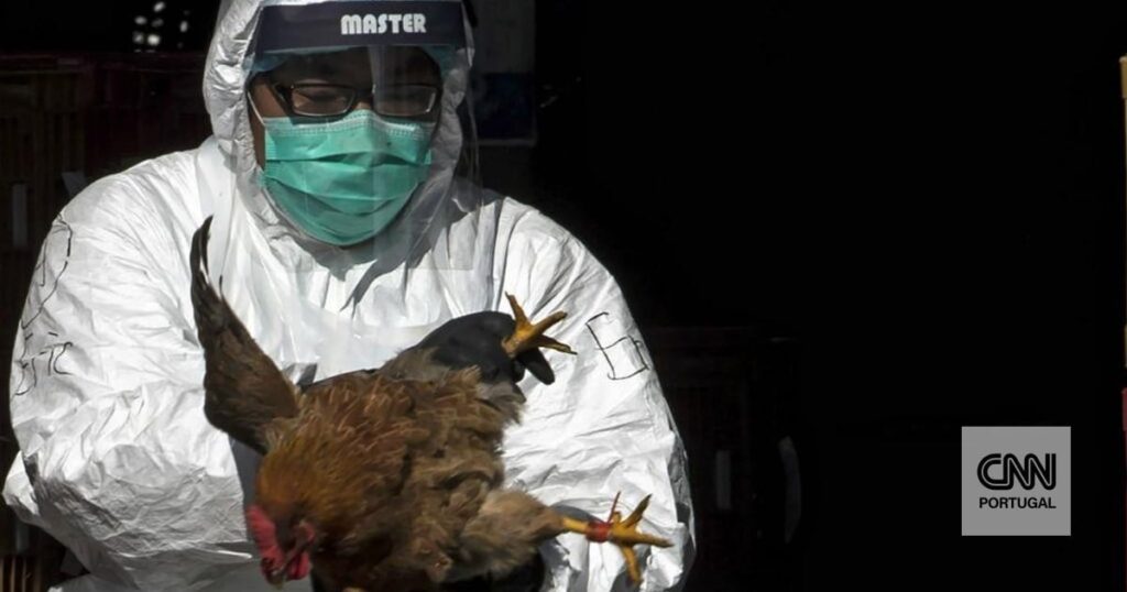 Weltorganisation für Tiergesundheit gibt Warnung vor Vogelgrippe-Ausbruch in Lissabon heraus Weltorganisation für Tiergesundheit gibt Warnung vor Vogelgrippe-Ausbruch in Lissabon heraus