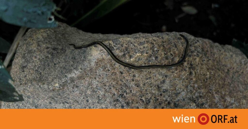 Warnung vor invasiven Würmern | Erstmals wurden fleischfressende Landplanarien in Österreich entdeckt. Das Haus des Meeres ruft nun die Bevölkerung dazu auf, Funde zu melden, um die Ausbreitung zu stoppen. Die Tiere breiten sich über den Pflanzenhandel aus und bedrohen heimische Bodenorganismen