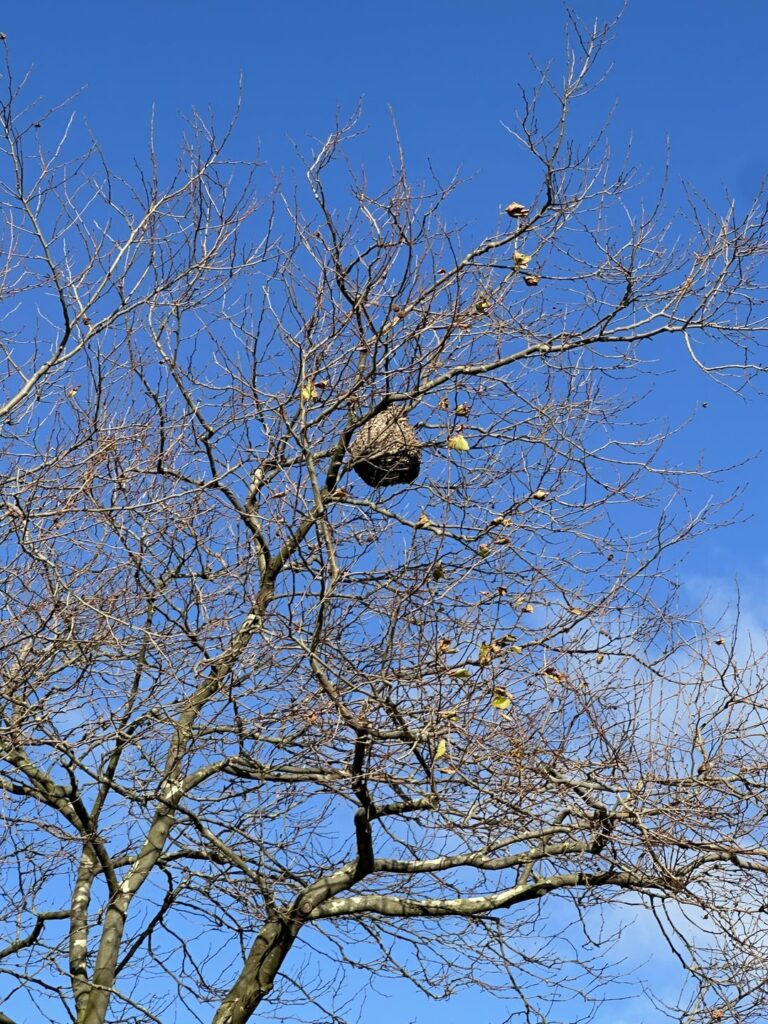 Irgendeine Idee, was das oben auf dem Baum sein könnte? (Foto aufgenommen in der Gemeinde Matosinhos)