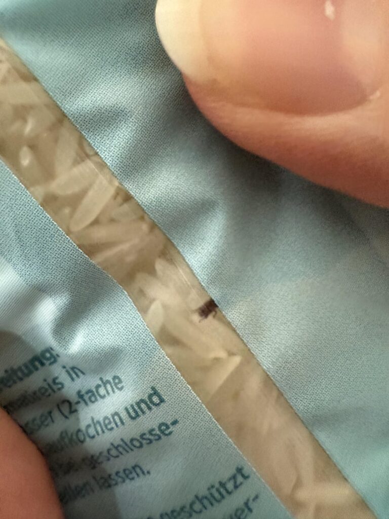Achtung Käfer im Billa Bio Basmatireis