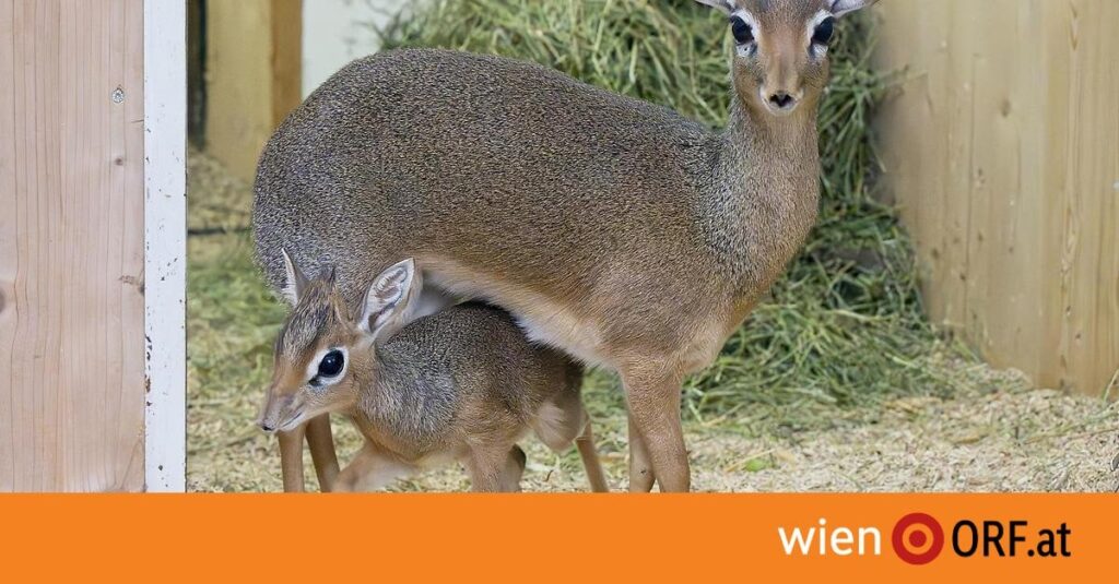 Erstmals Nachwuchs bei Zwergantilopen