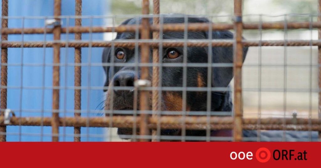 Rottweiler verletzte Sechsjährige schwer