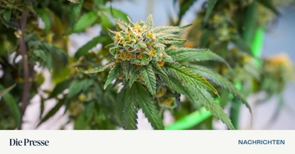 Höchstgericht: Hanfblüten für Joints ab sofort tabaksteuerpflichtig