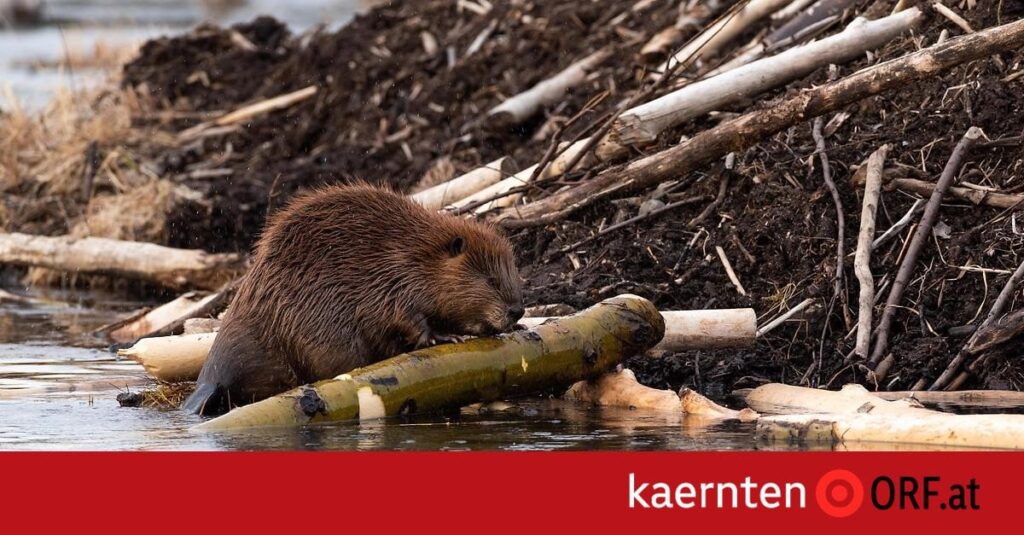 Biber auf Kreuzbergl werden erlegt