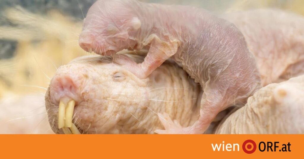 Erfolgreiche Nacktmullzucht in Schönbrunn