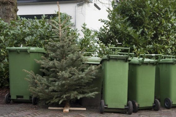 Die Stadt Gent fördert das Essen von Weihnachtsbäumen