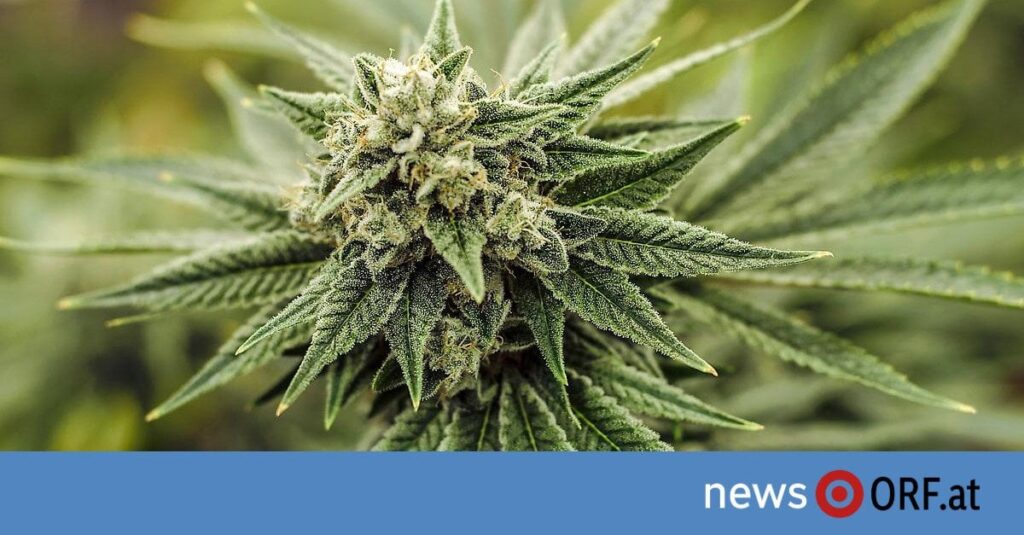 Cannabis: Verkauf von Blüten nur mehr in Trafiken Cannabis: Verkauf von Blüten nur mehr in Trafiken