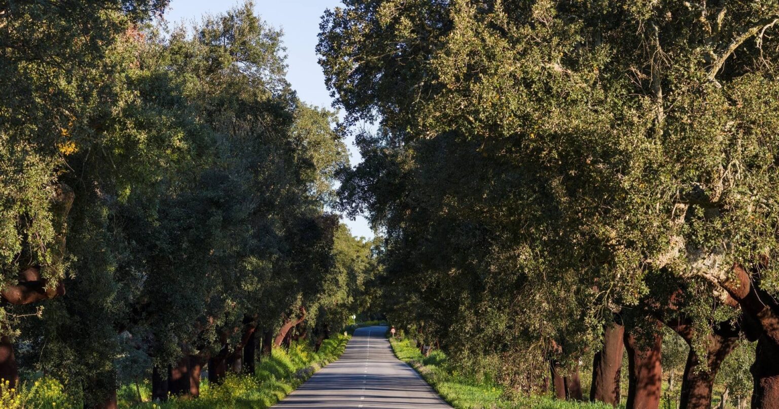 Alentejo ist die EU-Region mit den meisten Verkehrstoten im Jahr 2022
