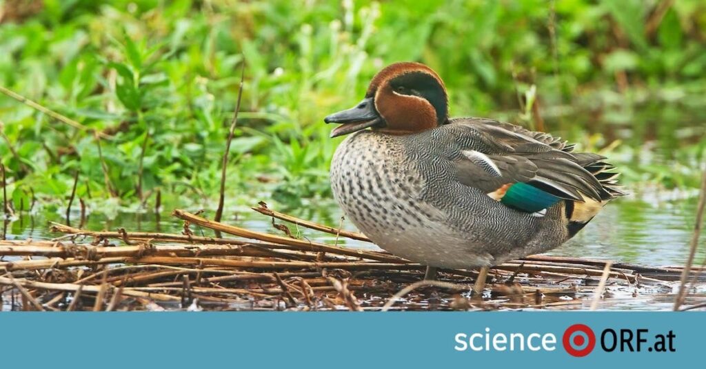 Natur des Jahres 2025: Krickente, Katzenpfötchen, Hausen