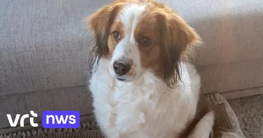 Hund Kira aus Diepenbeek flüchtet vor lauten Feuerwerksexplosionen und wird auf der Autobahn überfahren