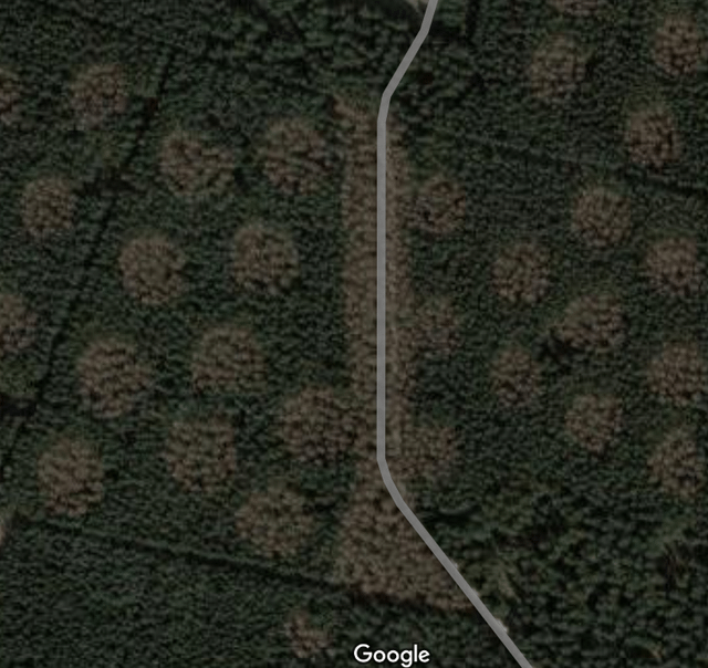 Seltsame Kreise in der Provinz Lüttich (Waimes): Bewässerung durch US-amerikanische Landwirte? Bereich namens „Staatsforst Rohrbusch“.