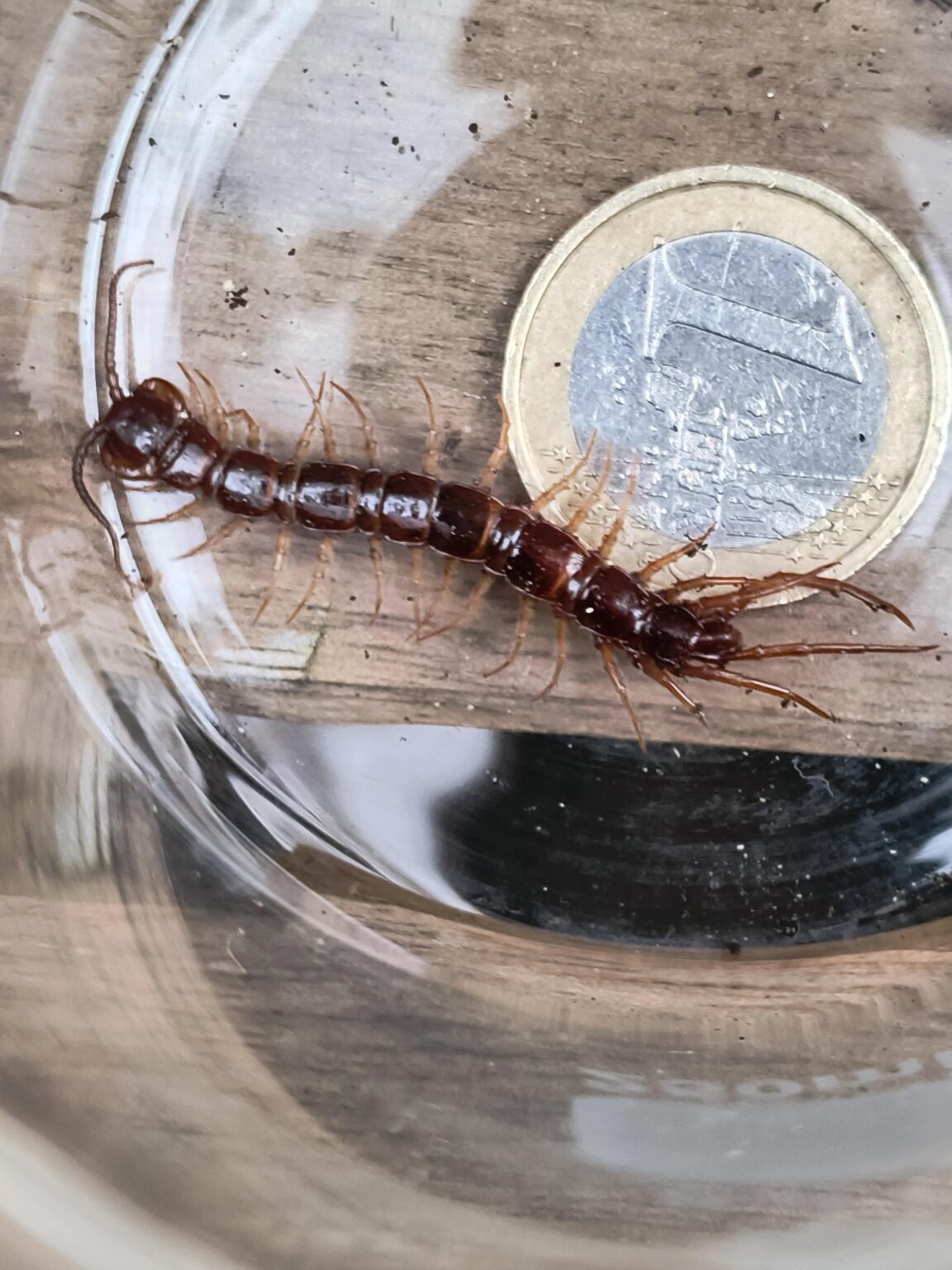Sollen Hundertfüßer in Belgien so groß werden?