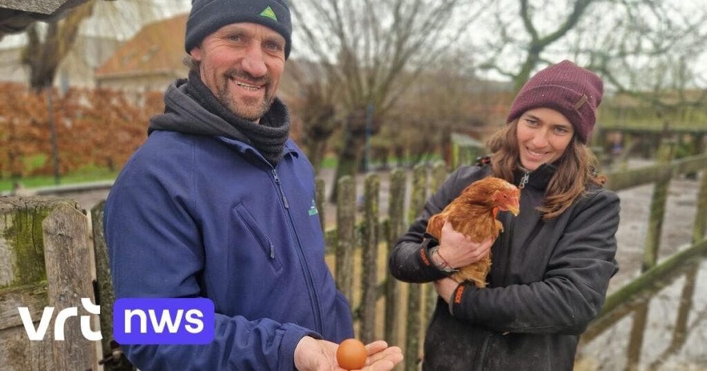 "Chance von 1 auf 1 Milliarde": Hühnchen legt Ei als Ball in der Bokeslot Children's Farm in Deerlijk herum