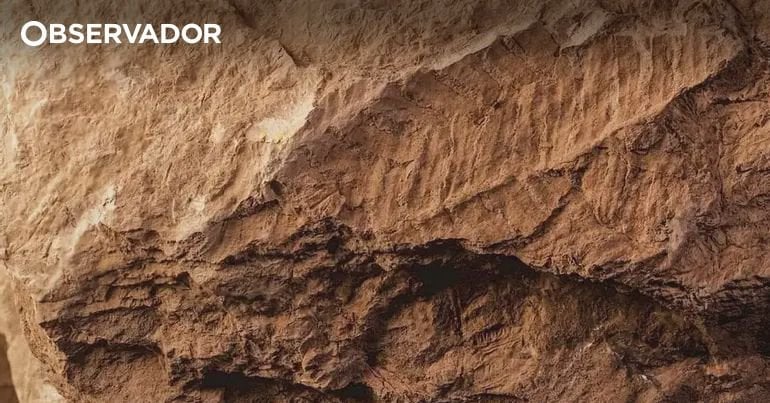 Forscher entdecken 310 Millionen Jahre altes Pflanzenfossil in Gondomar