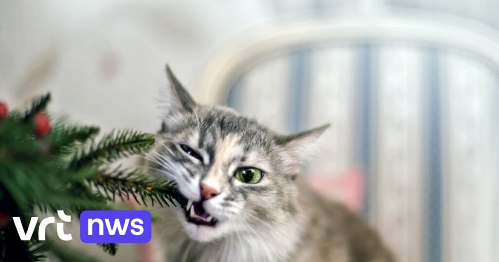 Essen Sie Ihren Weihnachtsbaum? Es ist besser, das nicht zu tun, sagt die Lebensmittelbehörde Essen Sie Ihren Weihnachtsbaum? Es ist besser, das nicht zu tun, sagt die Lebensmittelbehörde
