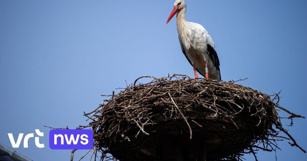 Die ersten Störche sind nach der Überwinterung im Süden zurück in Planckendael: „Die ersten Paare fangen an zu ‚klappern‘, die Natur von ihrer schönsten Seite“ Die ersten Störche sind nach der Überwinterung im Süden zurück in Planckendael: „Die ersten Paare fangen an zu ‚klappern‘, die Natur von ihrer schönsten Seite“