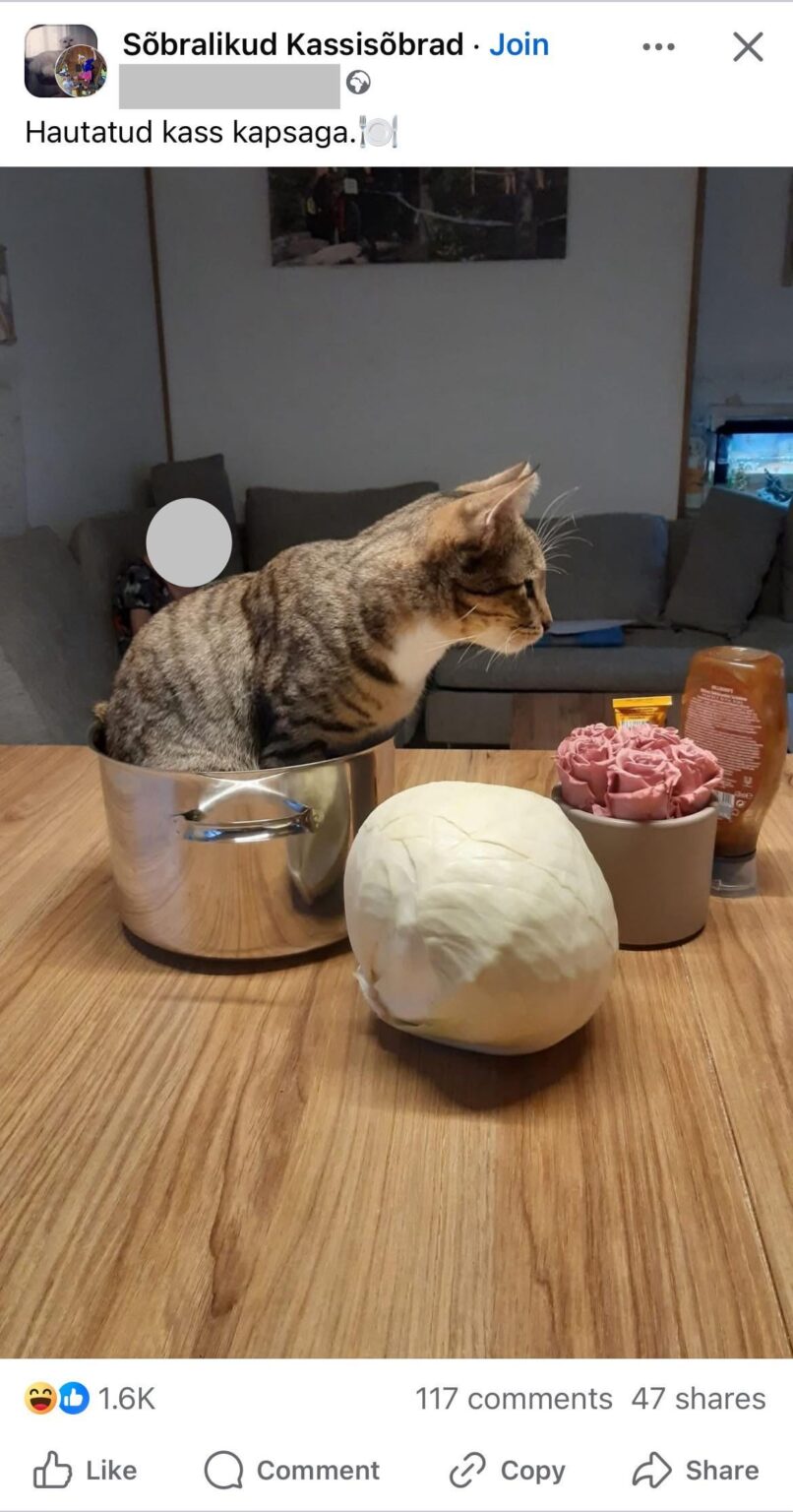 Liebe Katzenliebhaber