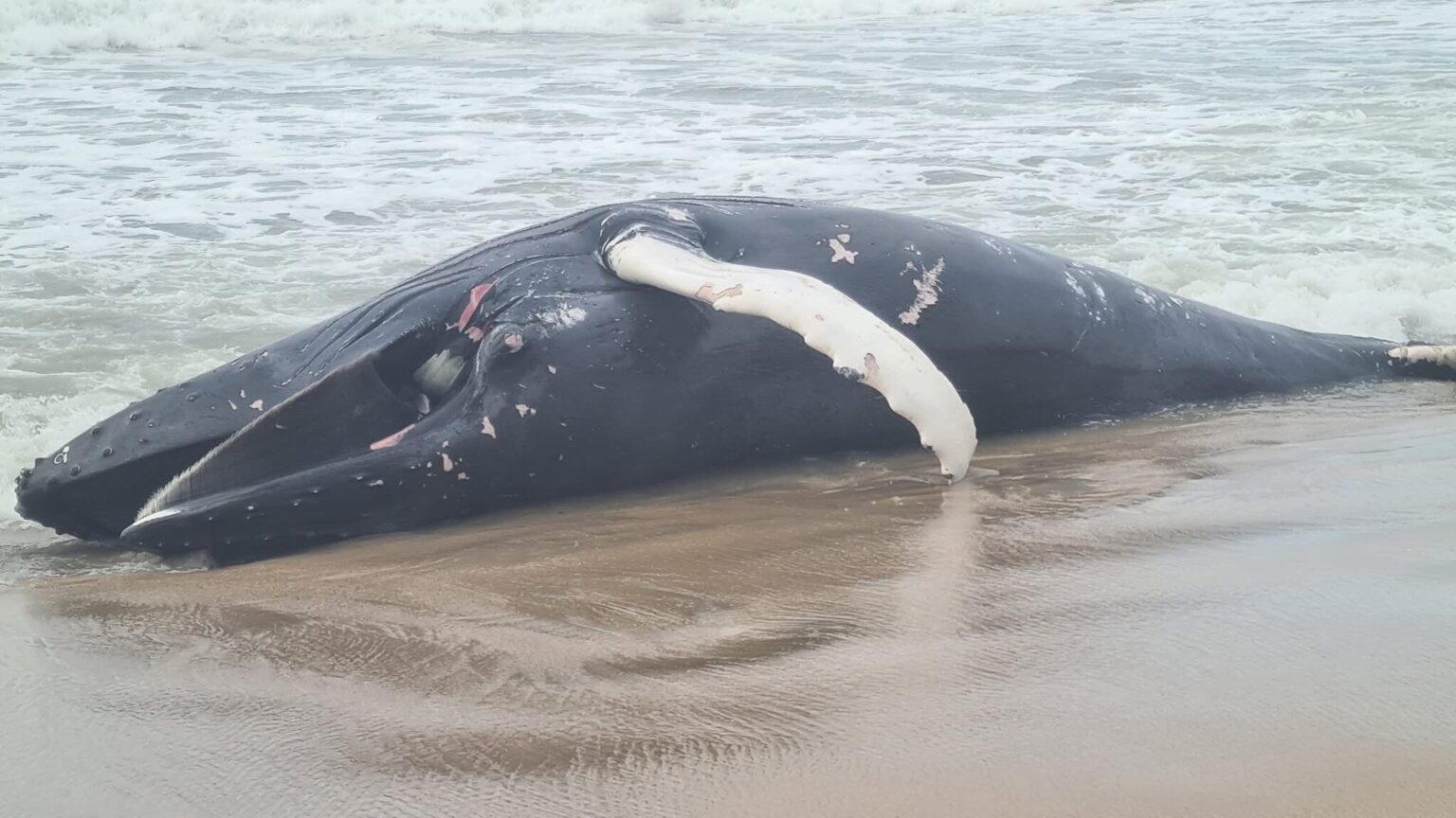 Wal wird am Strand von Esposende angespült