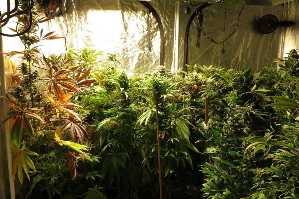 Die Polizei entdeckte den Cannabisanbau direkt vom zentralen Platz der Stadt Die Polizei entdeckte den Cannabisanbau direkt vom zentralen Platz der Stadt