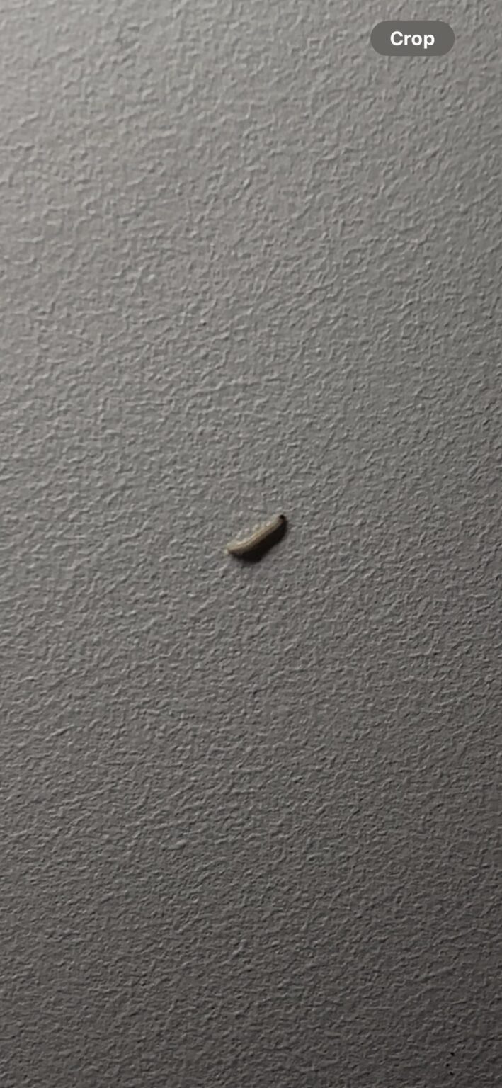 Wurm an der Decke Wurm an der Decke