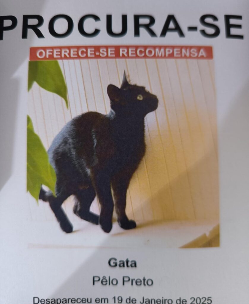 verlorene Katze verlorene Katze