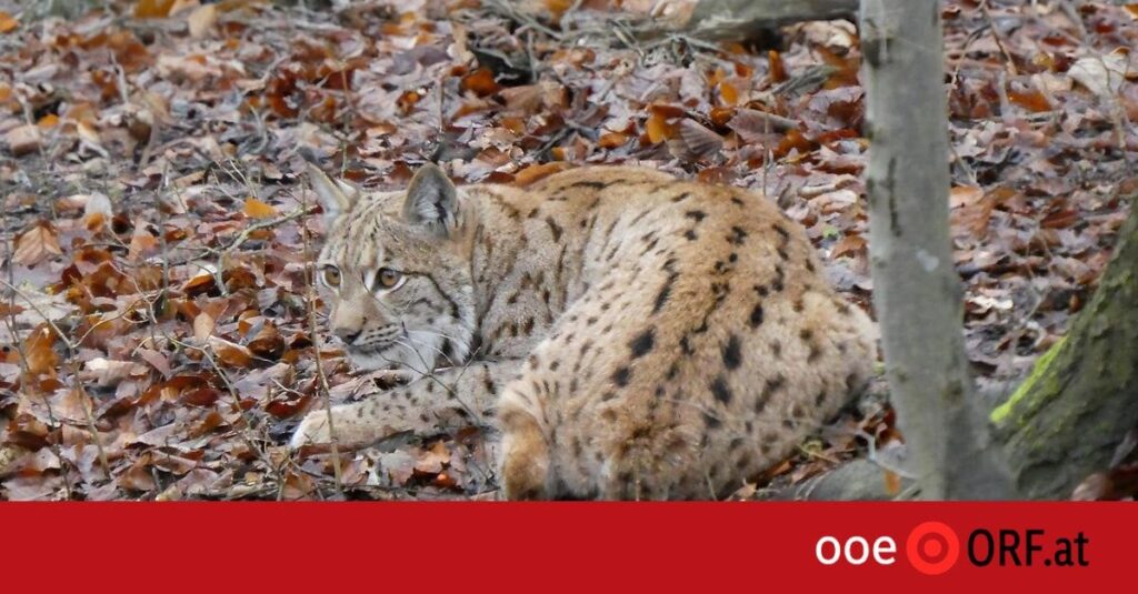 Luchs Janus lebt sich ein