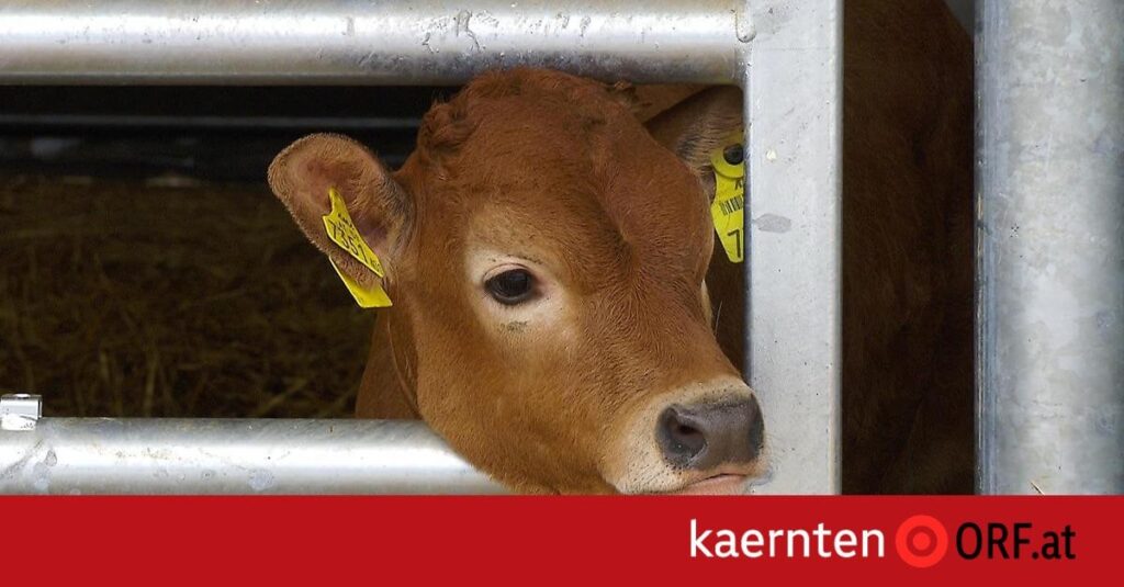 Erstes in Kärnten geborenes Boskarin-Rind