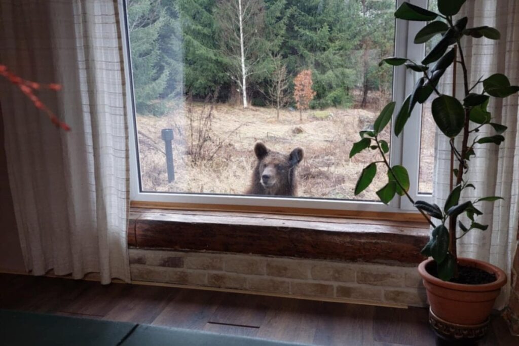 In Põlva County schaute ein Bär hinter das Fenster.