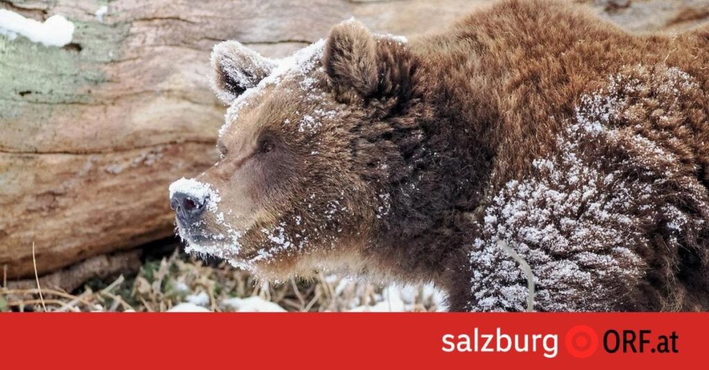 Bären beenden Winterruhe im Zoo