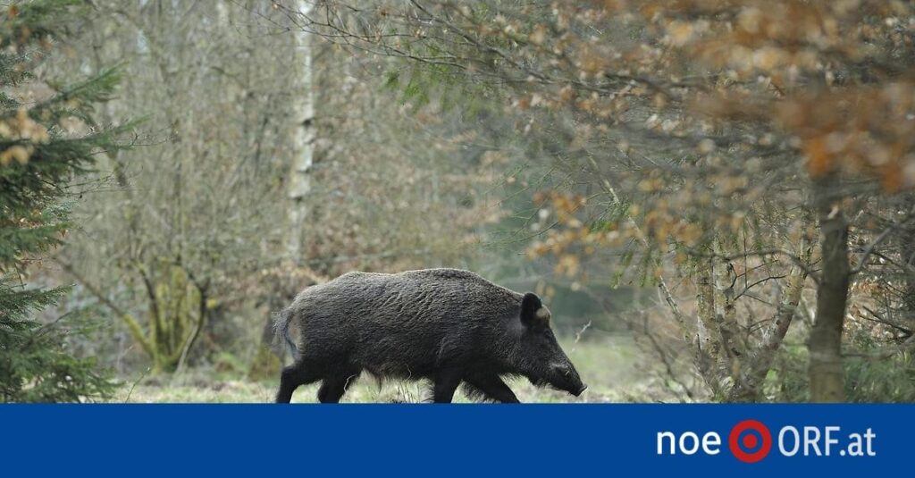 Mehr tote Wildtiere durch Hochwasser