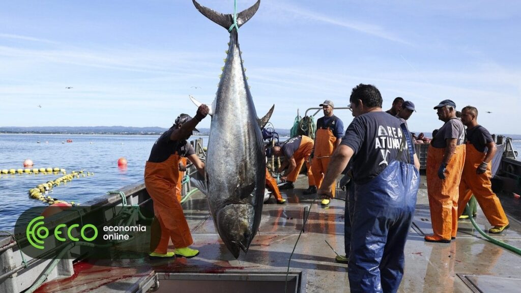 Zeichnungen "Fischerei" 248 Millionen Euro, mit Peniche und Sardinen vor. Der Durchschnittspreis steigt um 5%