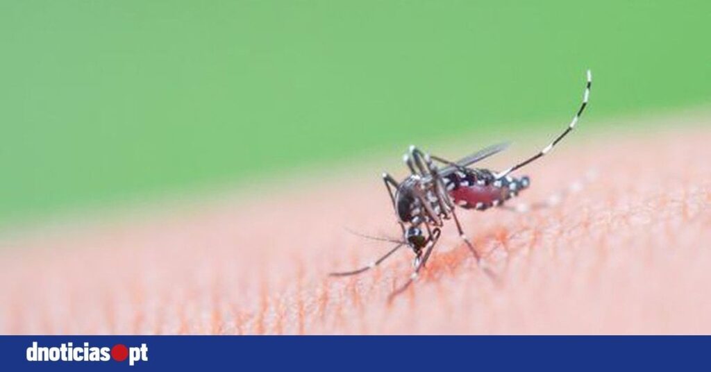 Zwei Fälle von Dengue in Madeira identifiziert