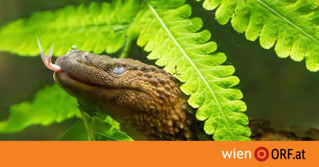 Taubwarane erstmals in Schönbrunn zu sehen