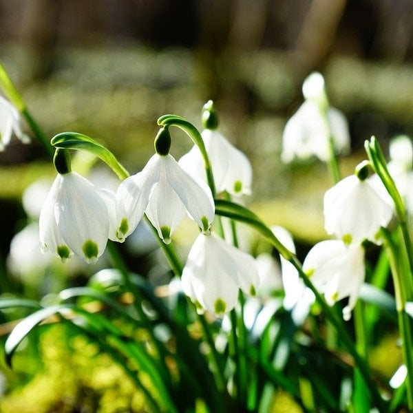 Ich denke, der Winter wurde abgeschlossen: "Es ist Frühling? Die Wetterportale werden nur die warmen Abschlüsse prognostizieren"