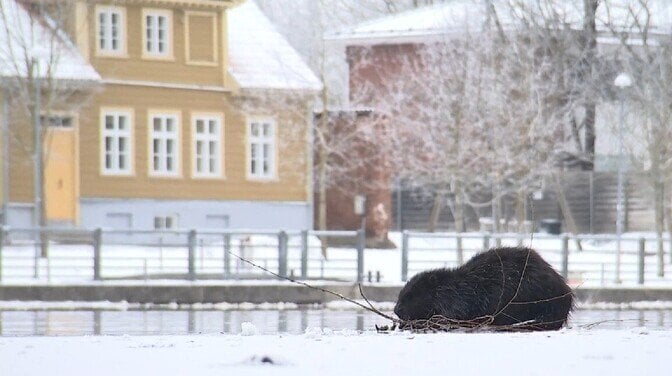 Im Zentrum von Tartu befindet sich ein Biber am Emajõgi -Fluss