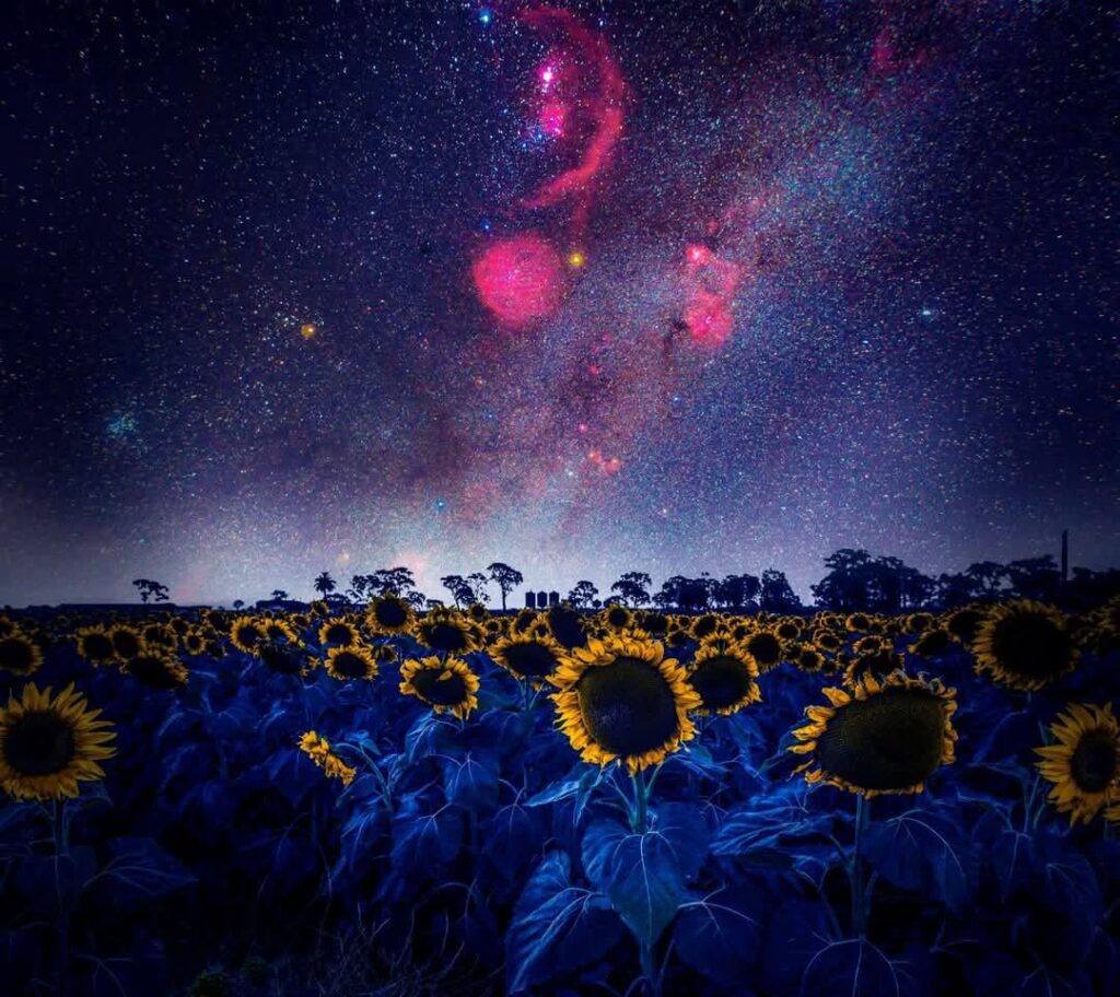 Orion setzt über ein Sonnenblumenfeld in Queensland Australia