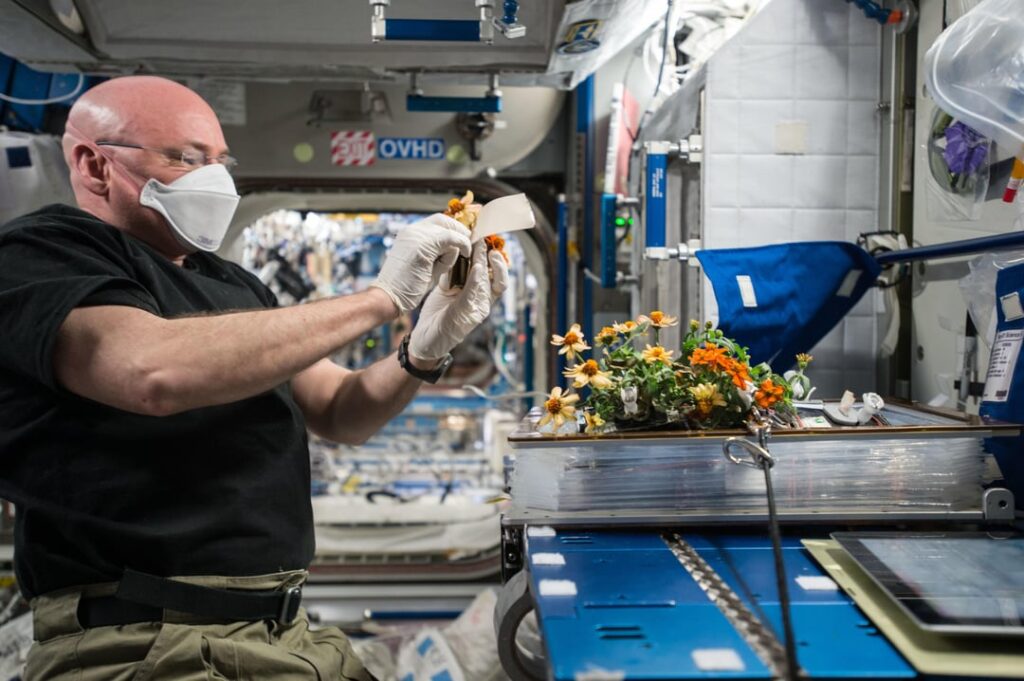 Scott Kelly kümmerte sich um zwei Blumenerpflanzen in der Veggie -Pflanzenwachstumsanlage
