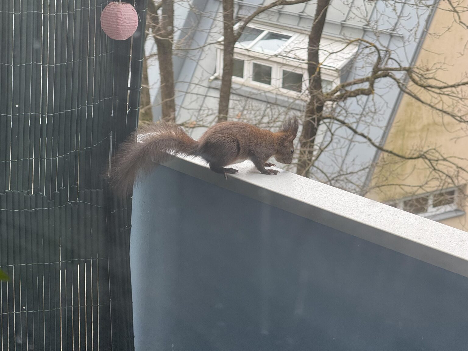 Eichhörnchen Invasion am Balkon